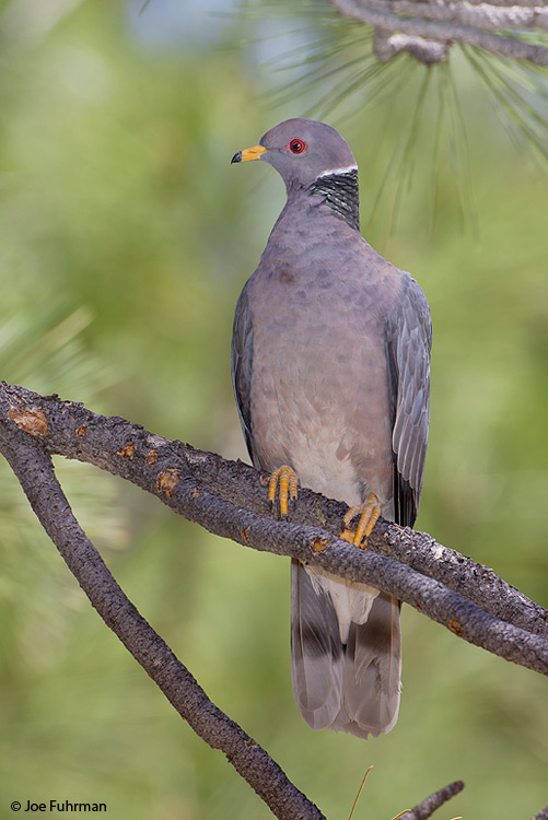 Band-tailed Pigeon L.A. Co., CA June 2007