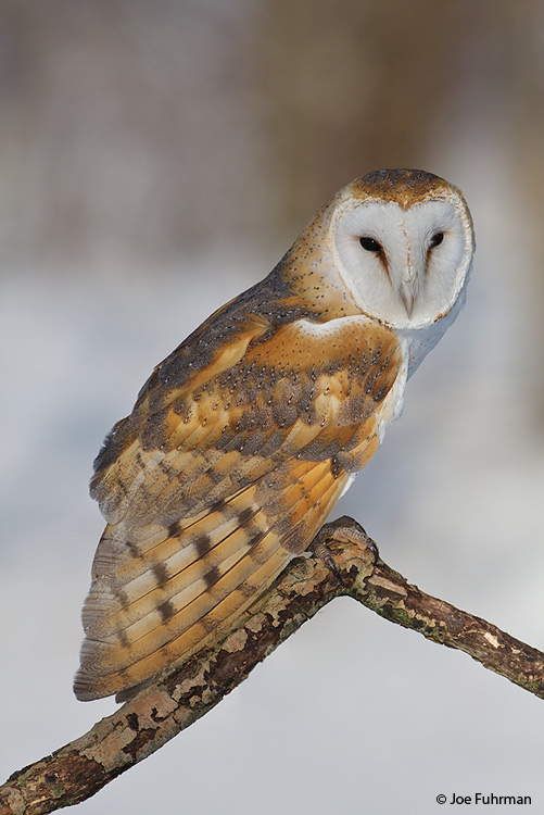 Barn Owl Ontario, Canada   February 2009