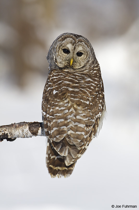 Barred Owl Ontario, Canada February 2009