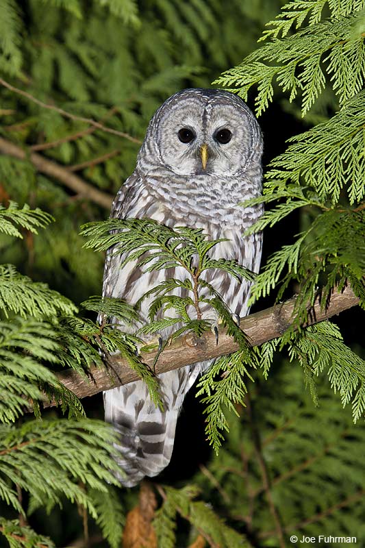 Barred Owl Kitsap Co., WA October 2005