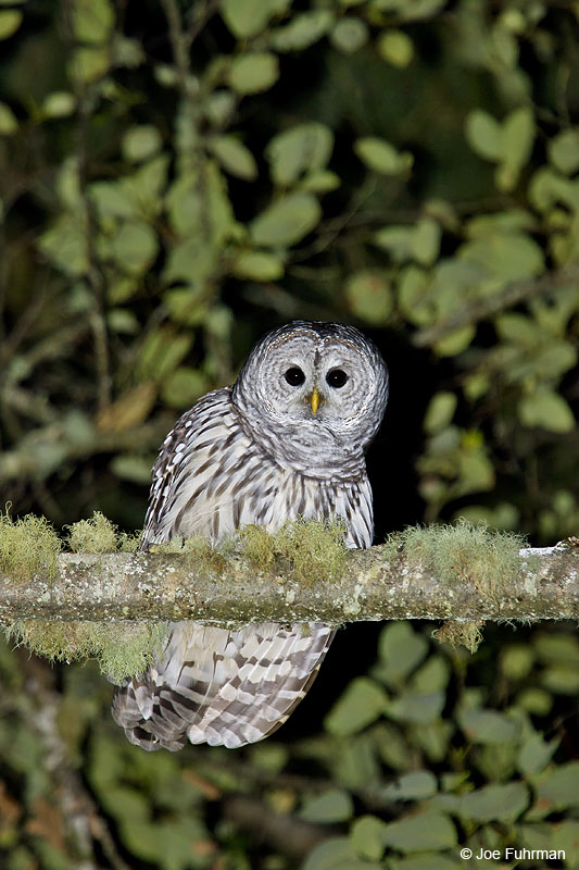 Barred Owl Kitsap Co., WA October 2005