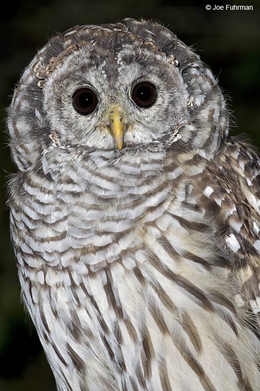 Barred Owl Kitsap Co., WA September 2010