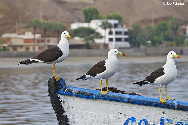 Belcher's Gull Pucusana, Peru January 2007