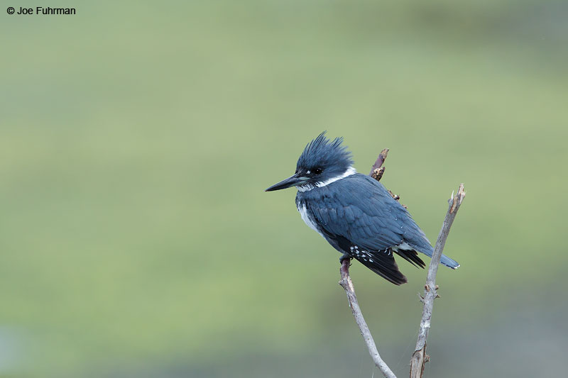 Belted Kingfisher maleSan Diego Co., CA March 2015