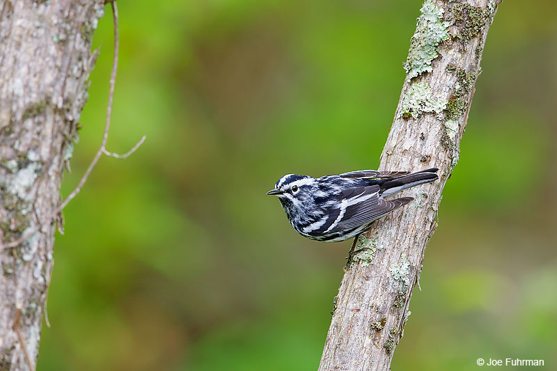 Black-and-white Warbler Lackawanna Co., PA   May 2016