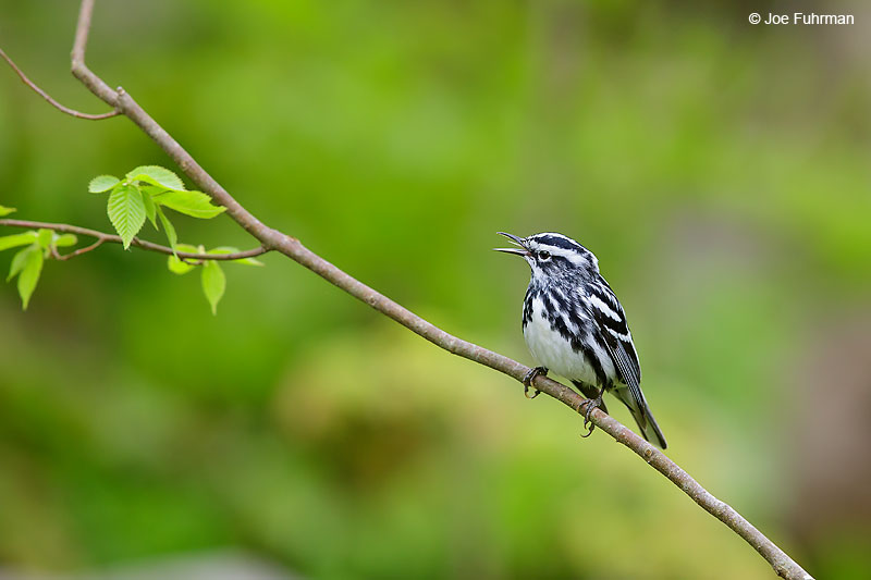 Black-and-white WarblerLackawanna Co., PA   May 2016