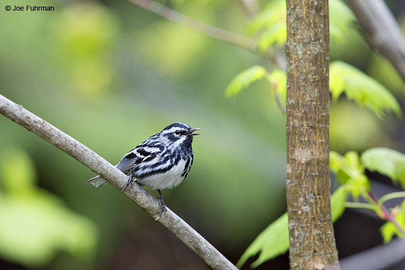 Black-and-white Warbler Piscataquis Co., ME May 2013
