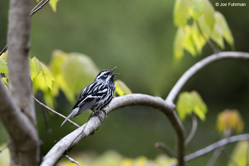 Black-and-white Warbler Piscataquis Co., ME May 2013