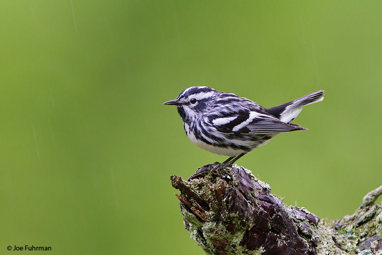 Black-and-white Warbler Scioto Co., OH April 2010