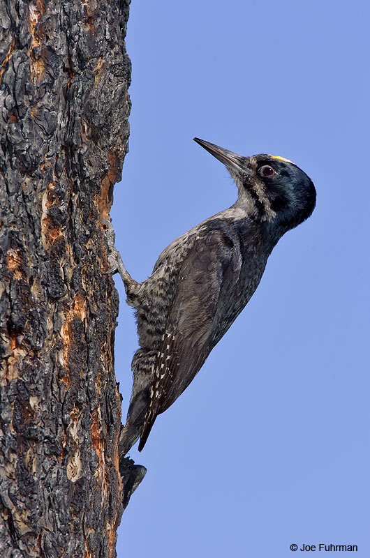 Black-backed Woodpecker m. Mono Co., CA   June 2004