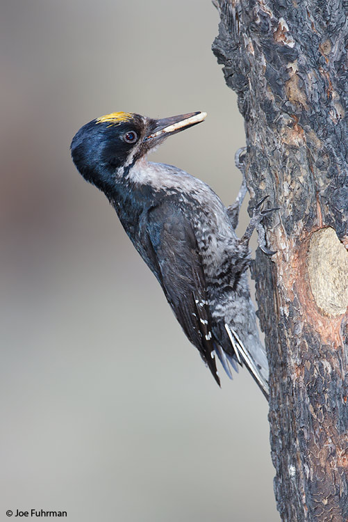Black-backed Woodpecker Mono Co., CA    June 2011