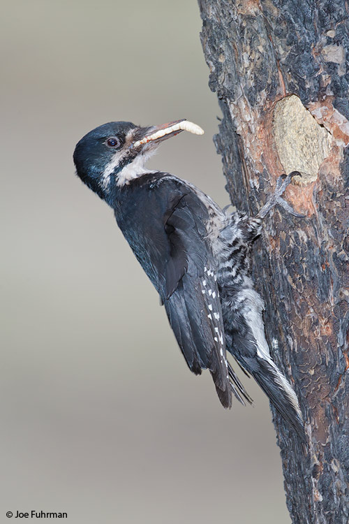 Black-backed Woodpecker Mono Co., CA    June 2011
