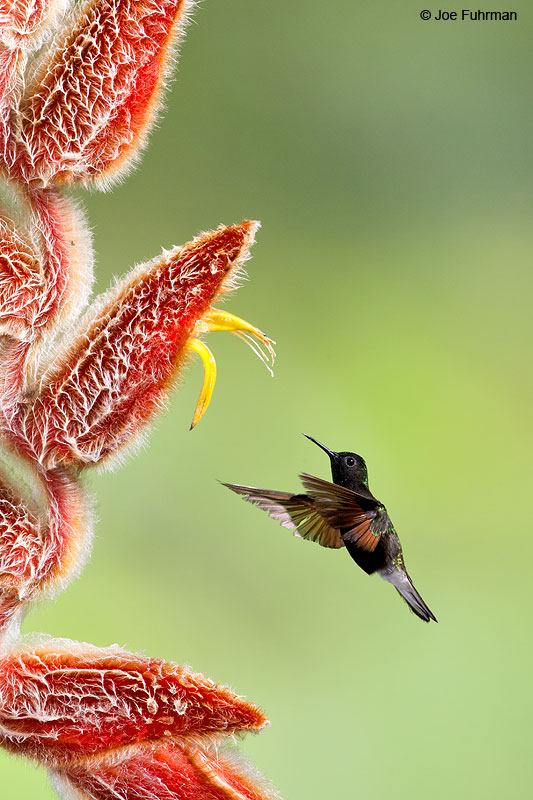 Black-bellied Hummingbird Catarata del Toro, Costa Rica   Jan. 2014