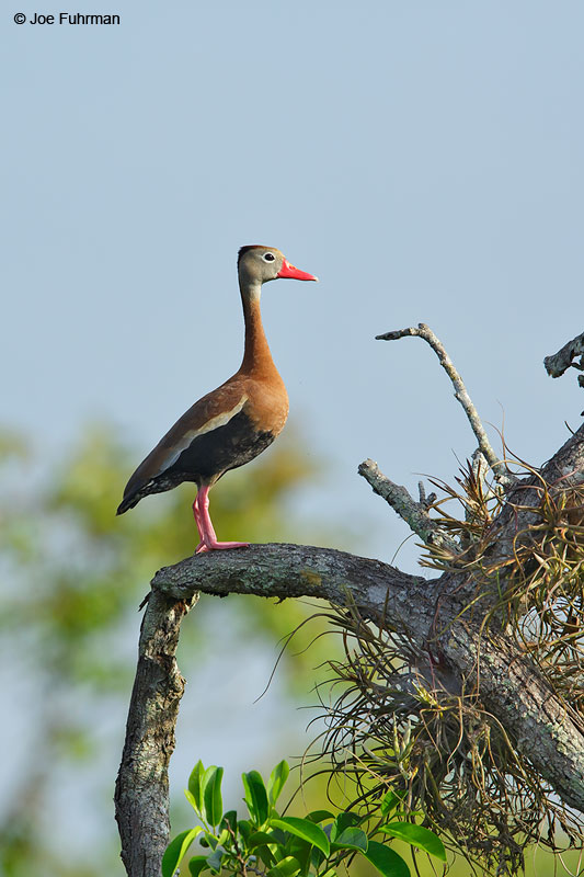 Black-bellied Whistling-Duck San Blas, Nayarit, Mexico April 2015