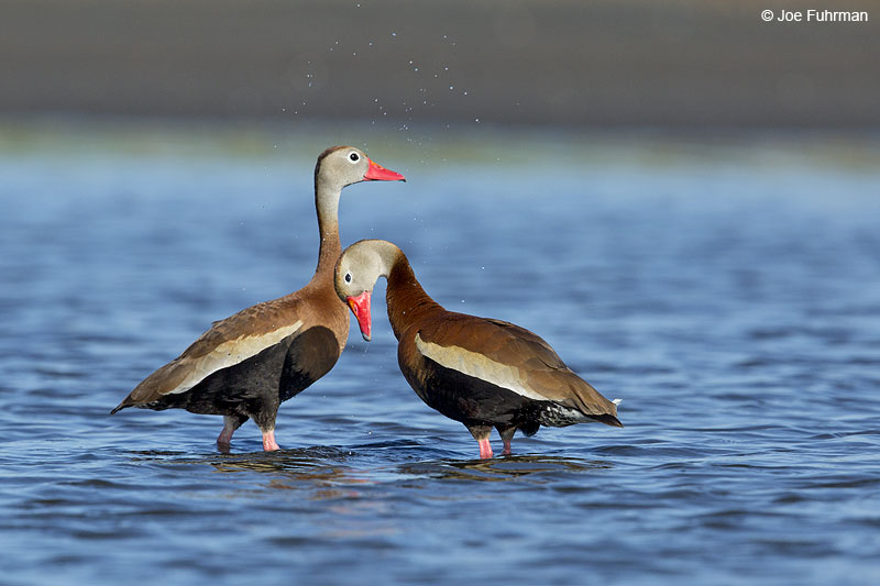 Black-bellied Whistling-Duck Galveston, TX May 2014