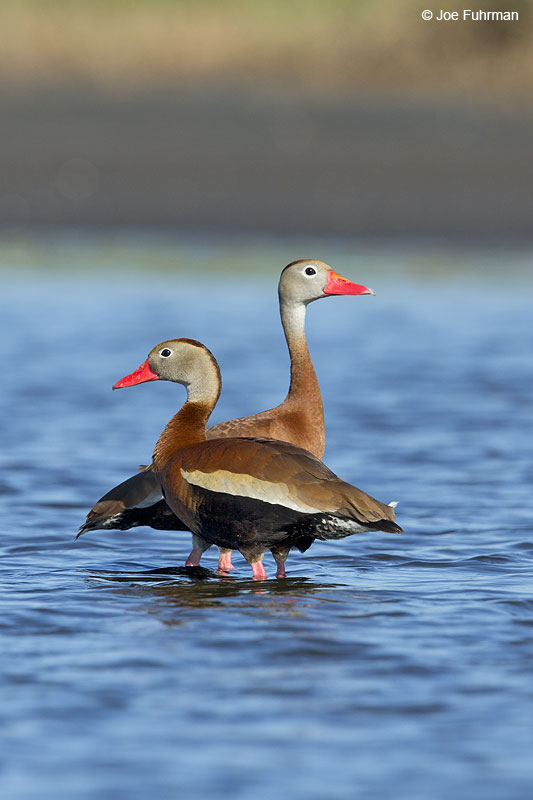 Black-bellied Whistling-Duck Galveston, TX May 2014