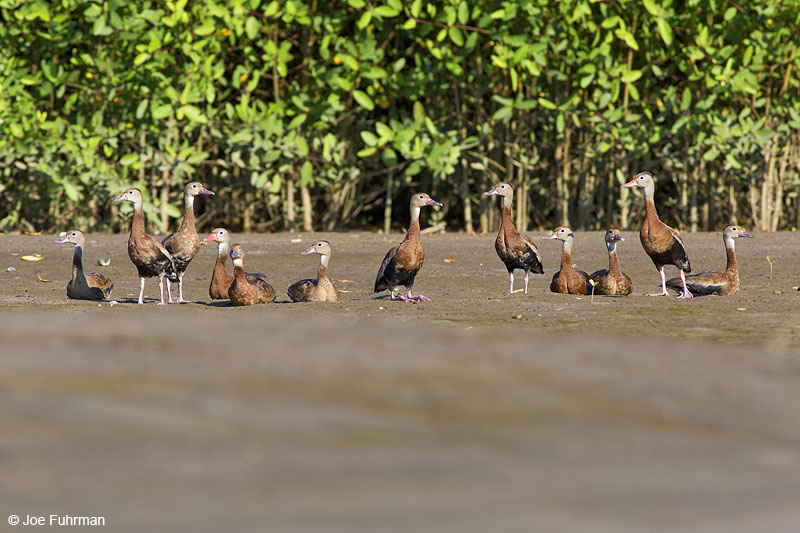 Black-bellied Whistling-Duck Nay., Mexico Dec. 2013