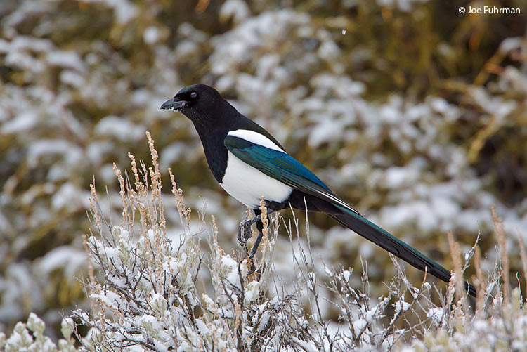 Black-billed Magpie Yellowstone National Park, WY   February 2010