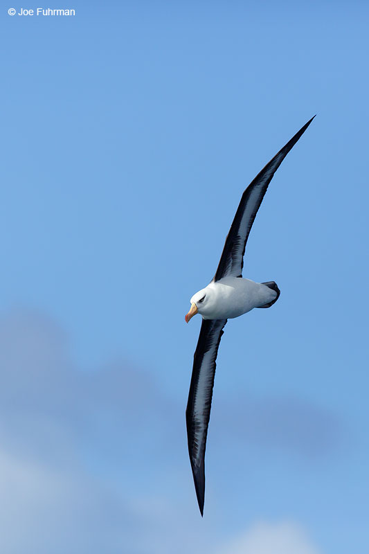 Black-browed_Albatross_07A5180