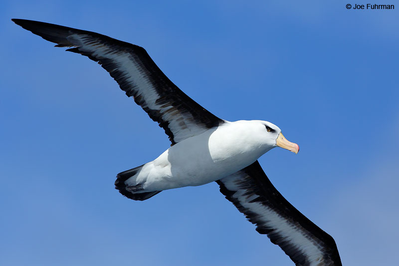 Black-browed_Albatross_07A5445