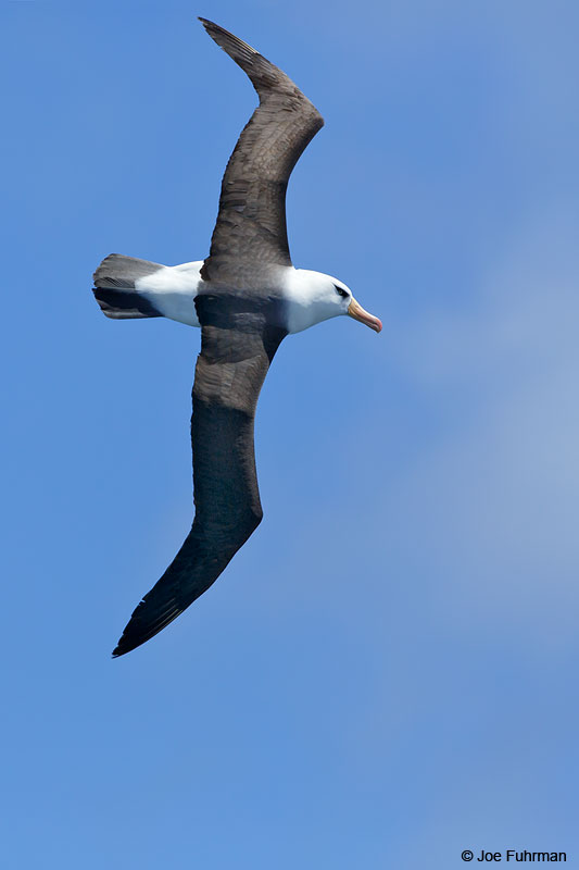 Black-browed_Albatross_07A5784