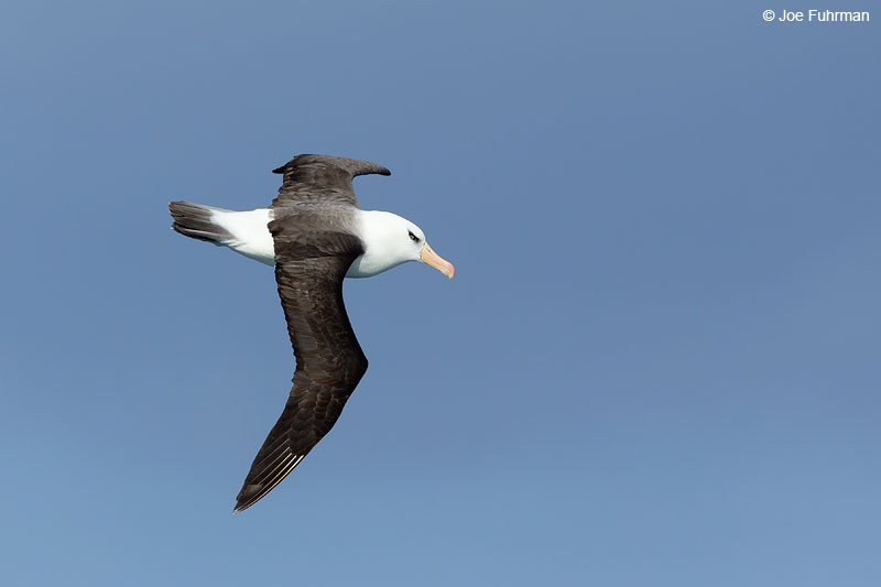 Black-browed AlbatrossThe Antipodes, New Zealand Nov. 2014