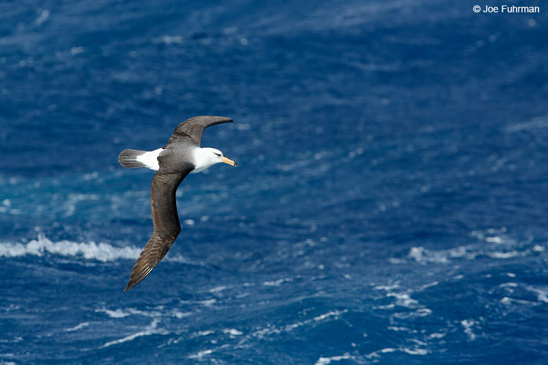 Black-browed Albatross The Antipodes, New Zealand Nov. 2014