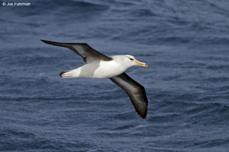 Black-browed Albatross Drake Passage Nov. 2010