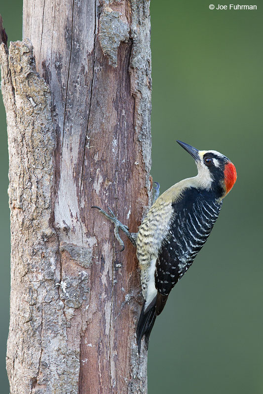 Black-cheeked Woodpecker Laguna del Lagarto Lodge, Costa Rica Jan. 2014