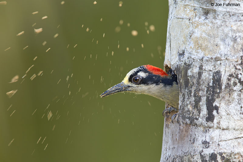 Black-cheeked Woodpecker Laguna del Lagarto Lodge, Costa Rica Jan. 2014