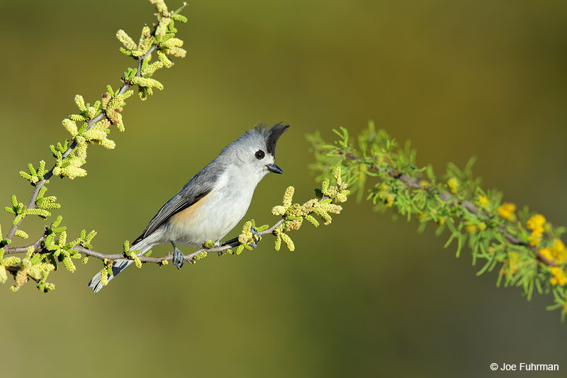 Black-crested TitmouseStarr Co., TX   March 2015
