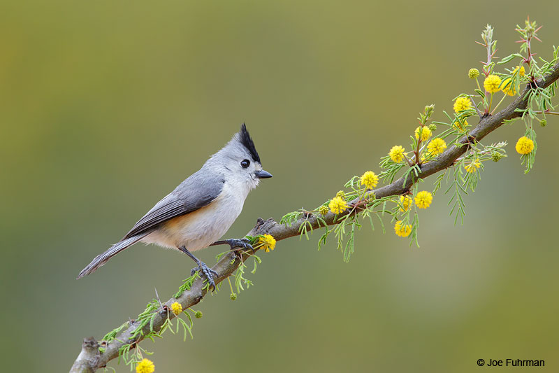 Black-crested TitmouseStarr Co., TX   March 2015