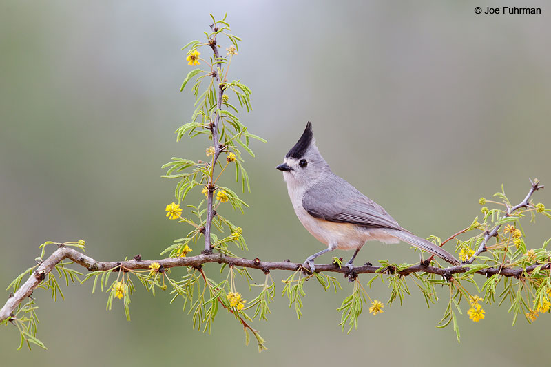 Black-crested Titmouse Starr Co., TX   March 2015