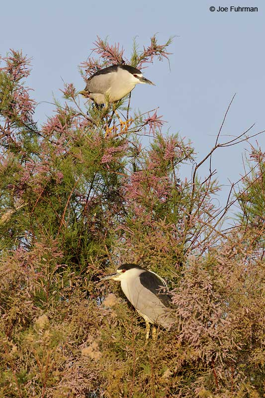 Black-crowned Night-Heron RIverside Co., CA April 2012