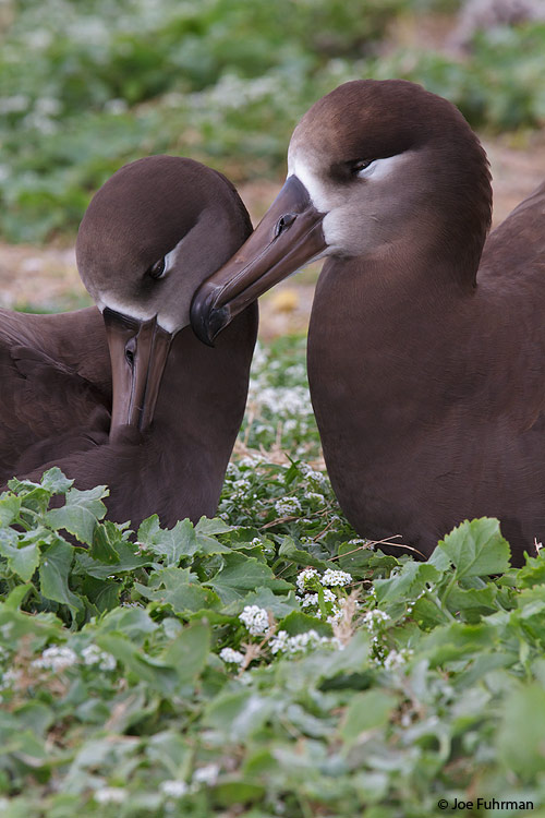 Black-footed Albatross Midway Atoll, HA March 2010