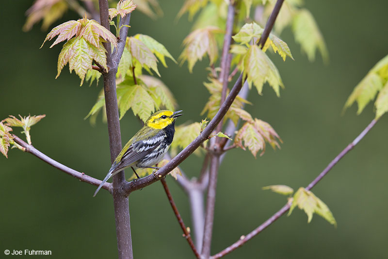 Black-throated Green Warbler Piscataquis Co., ME May 2013