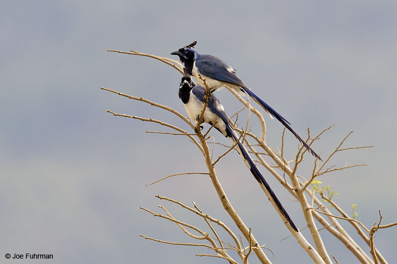 Black-throated Magpie-Jay El Tuito, Jal., Mexico March 2013