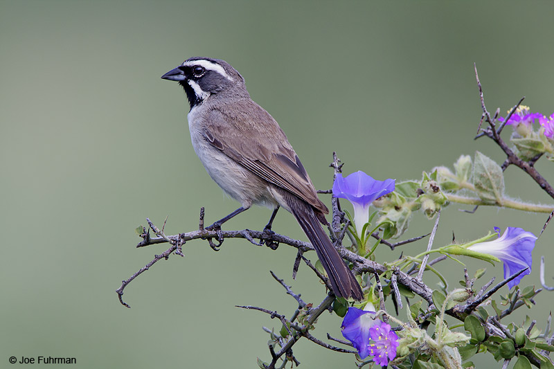 Black-throated Sparrow Santa Cruz Co., AZ August 2008