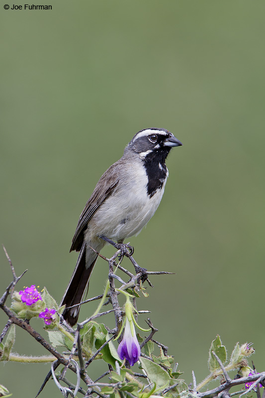 Black-throated Sparrow Santa Cruz Co., AZ August 2008