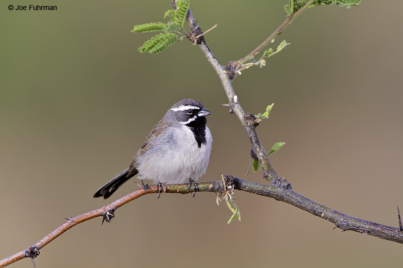 Black-throated Sparrow Pima Co., AZ May 2009
