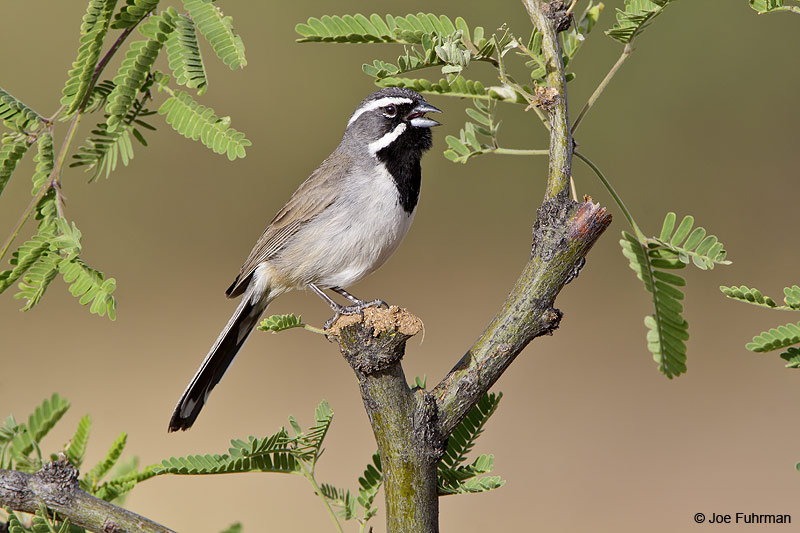 Black-throated Sparrow Pima Co., AZ May 2009
