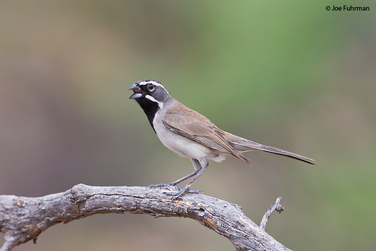 Black-throated Sparrow Pima Co., AZ July 2011