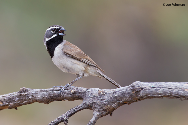 Black-throated Sparrow Pima Co., AZ July 2011