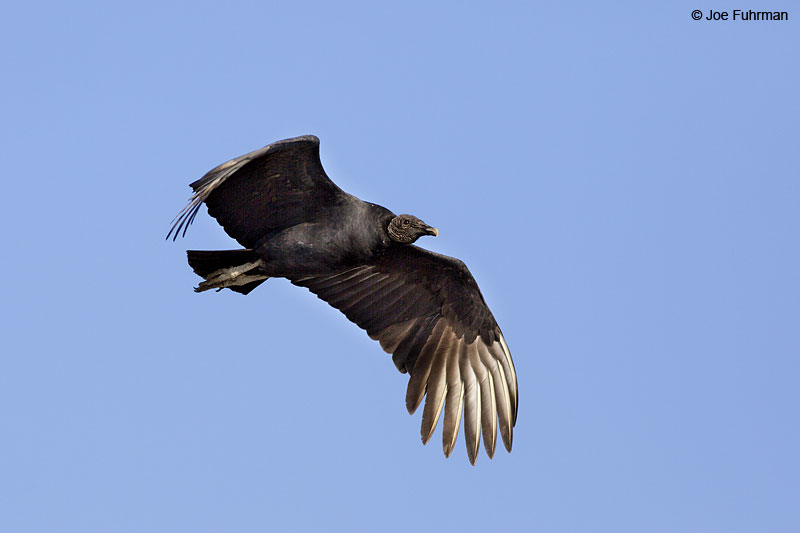 Black Vulture Nay., Mexico Dec. 2013