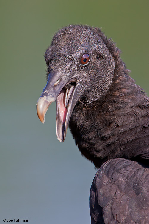 Black Vulture Gamboa, Panama March 2008