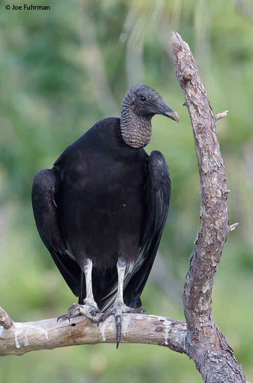 Black Vulture Osceola Co., FL April 2011