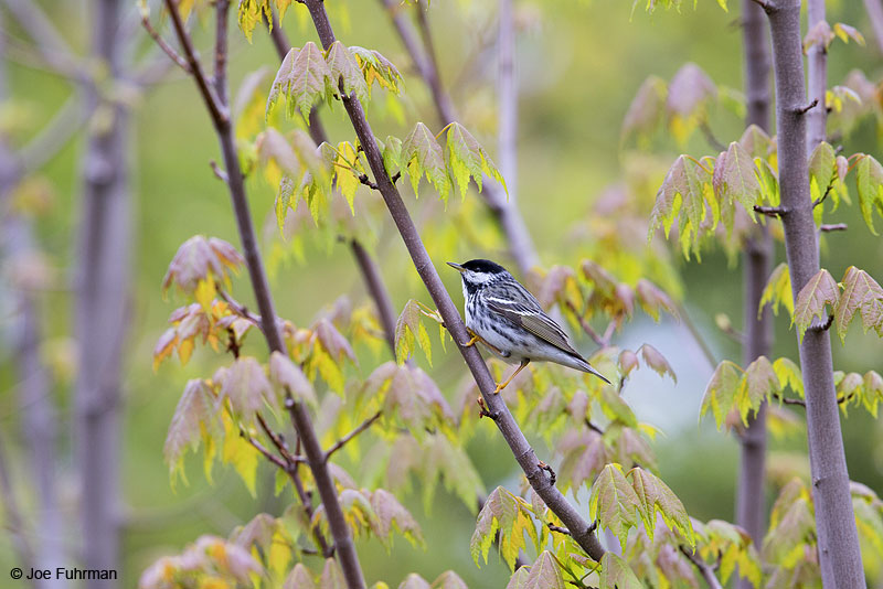 Blackpoll Warbler male Piscataquis Co., ME May 2013