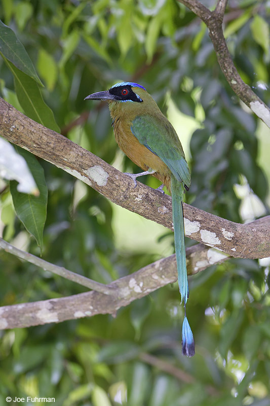 Blue-crowned Motmot Gamboa, Panama March 2008