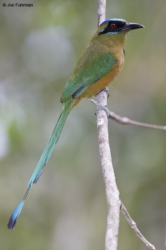 Blue-crowned Motmot Gamboa, Panama March 2008