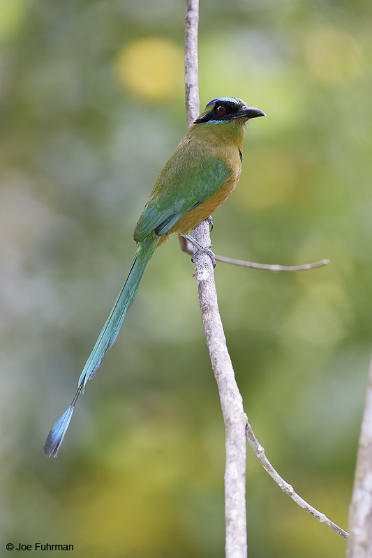 Blue-crowned Motmot Gamboa, Panama March 2008